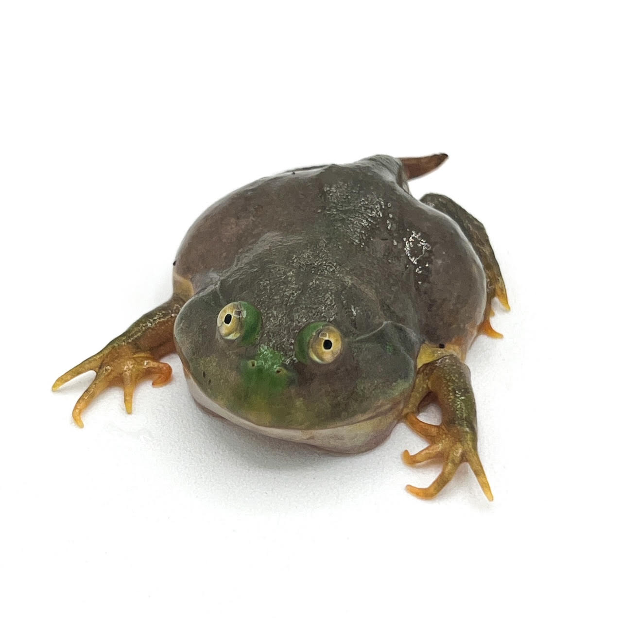 budgett.png