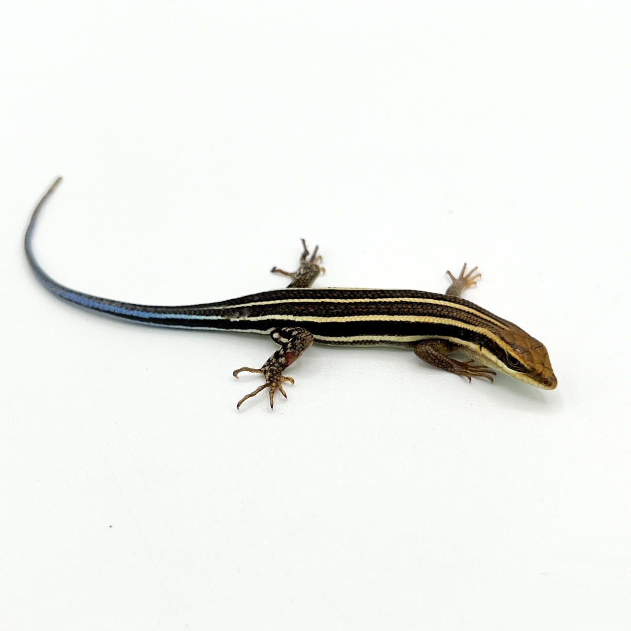 Blue tail.png