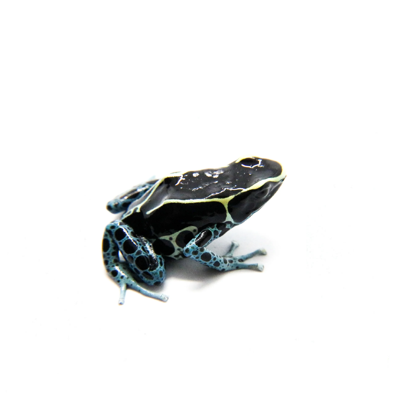 powder blue.png