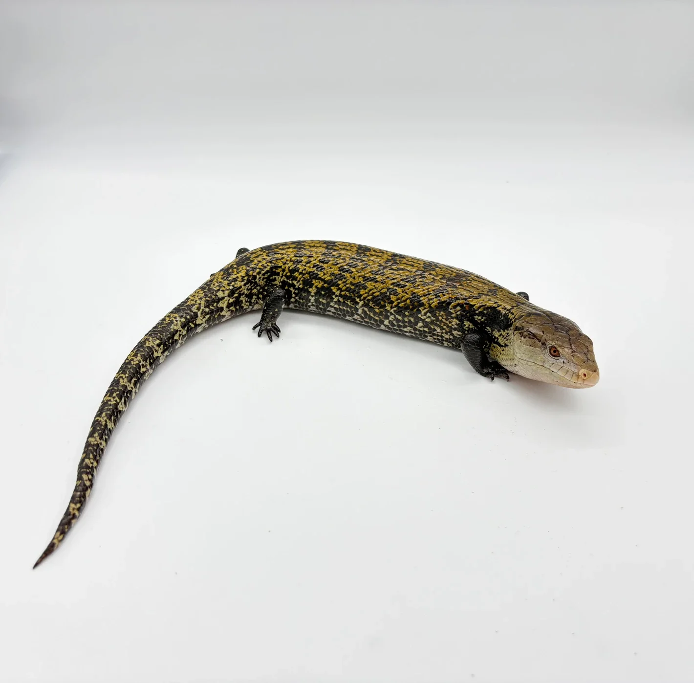 Blue-Tongued Skinks