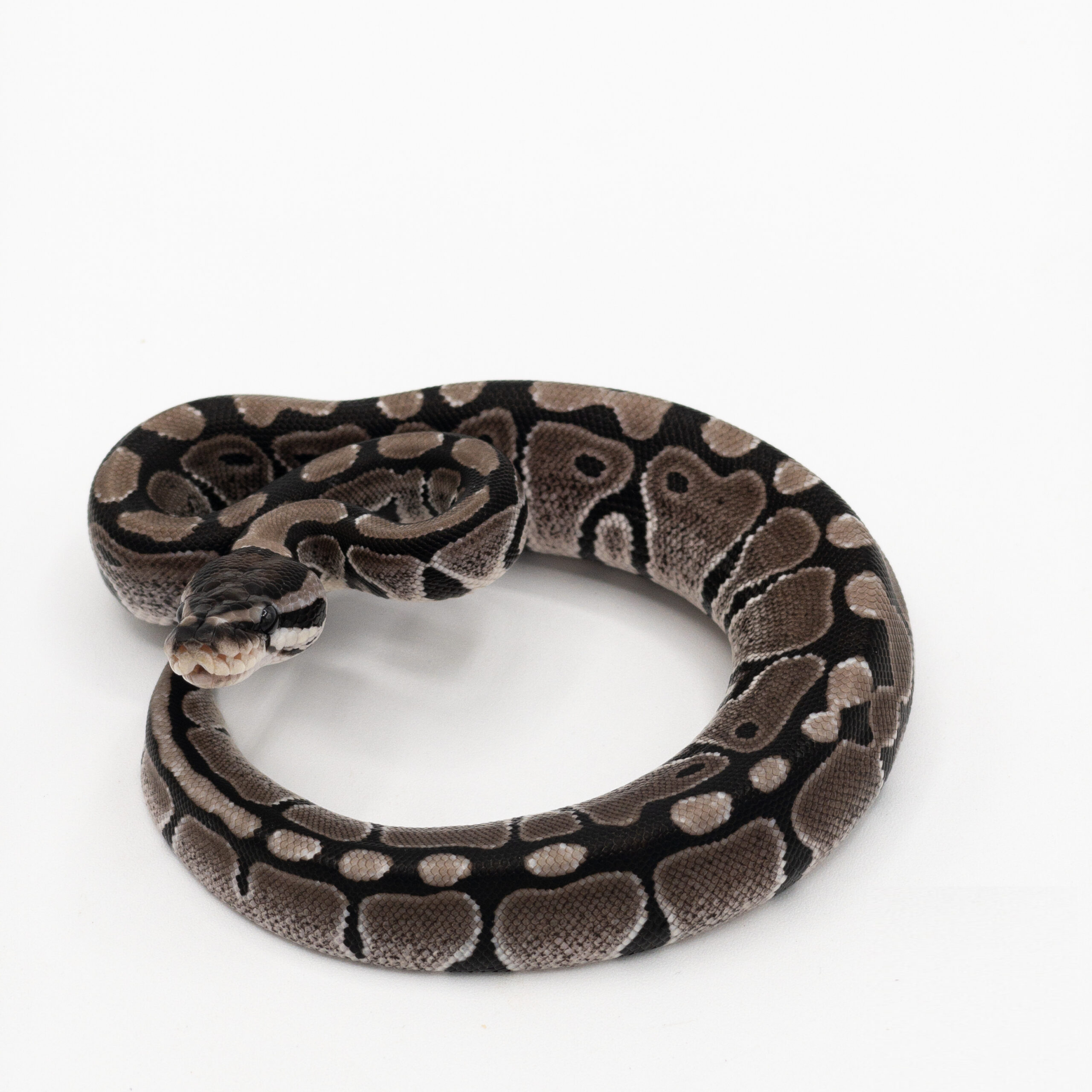 ball Axanthic.png