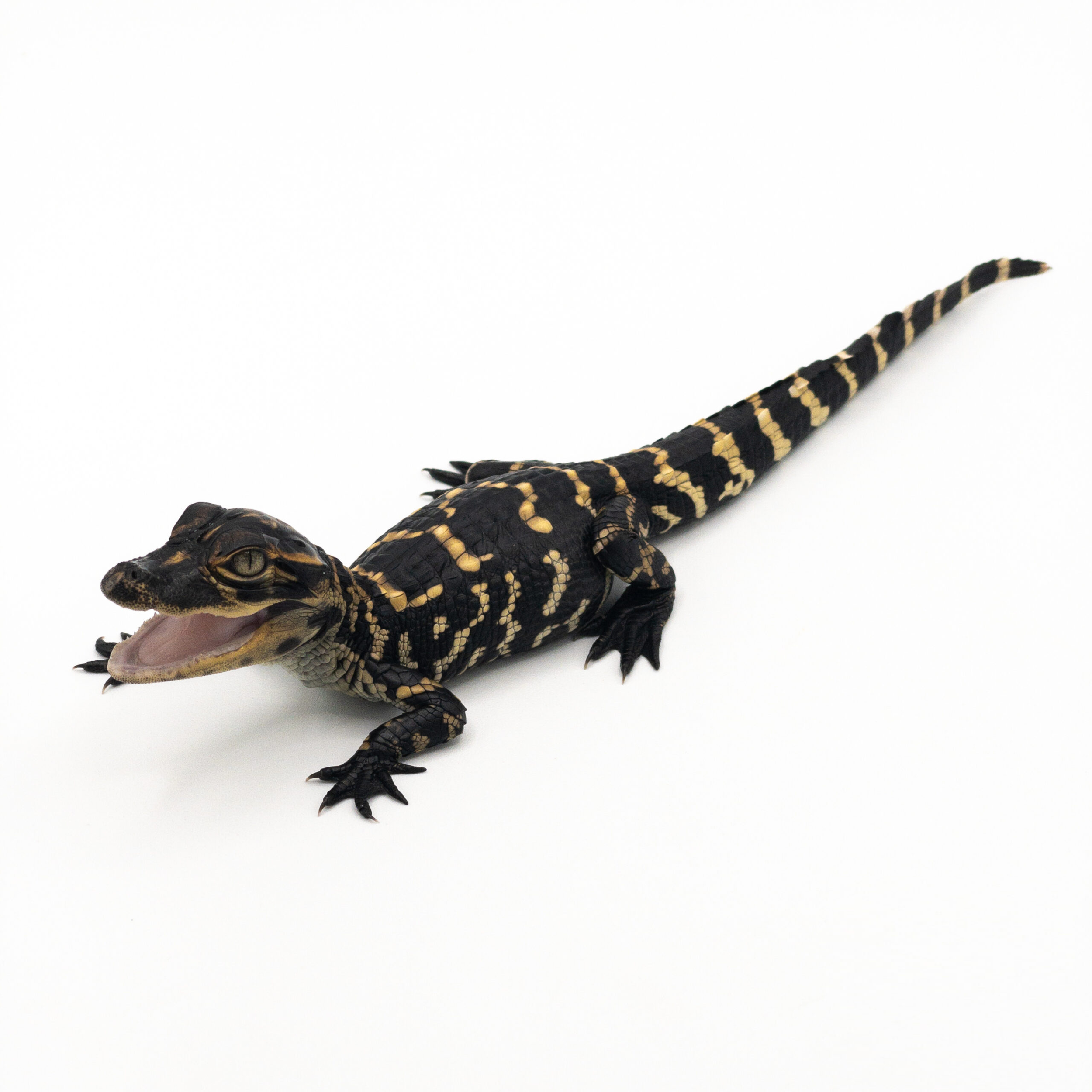 American Alligators