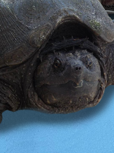 Common Snapping Turtles