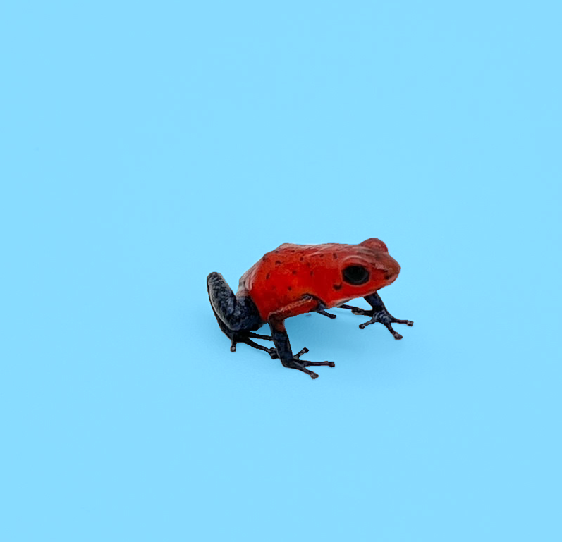 Dart Frogs
