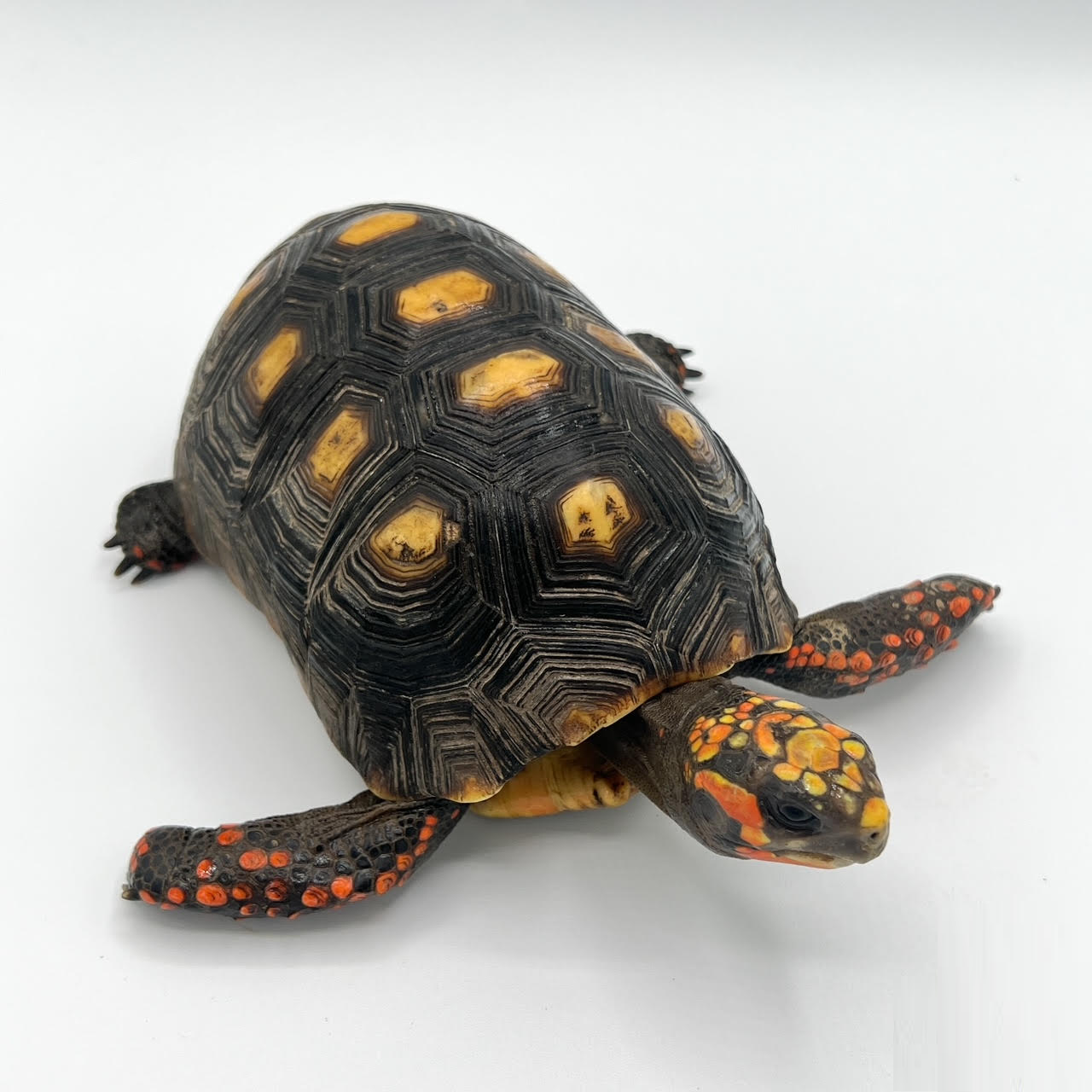 Red-Footed Tortoises
