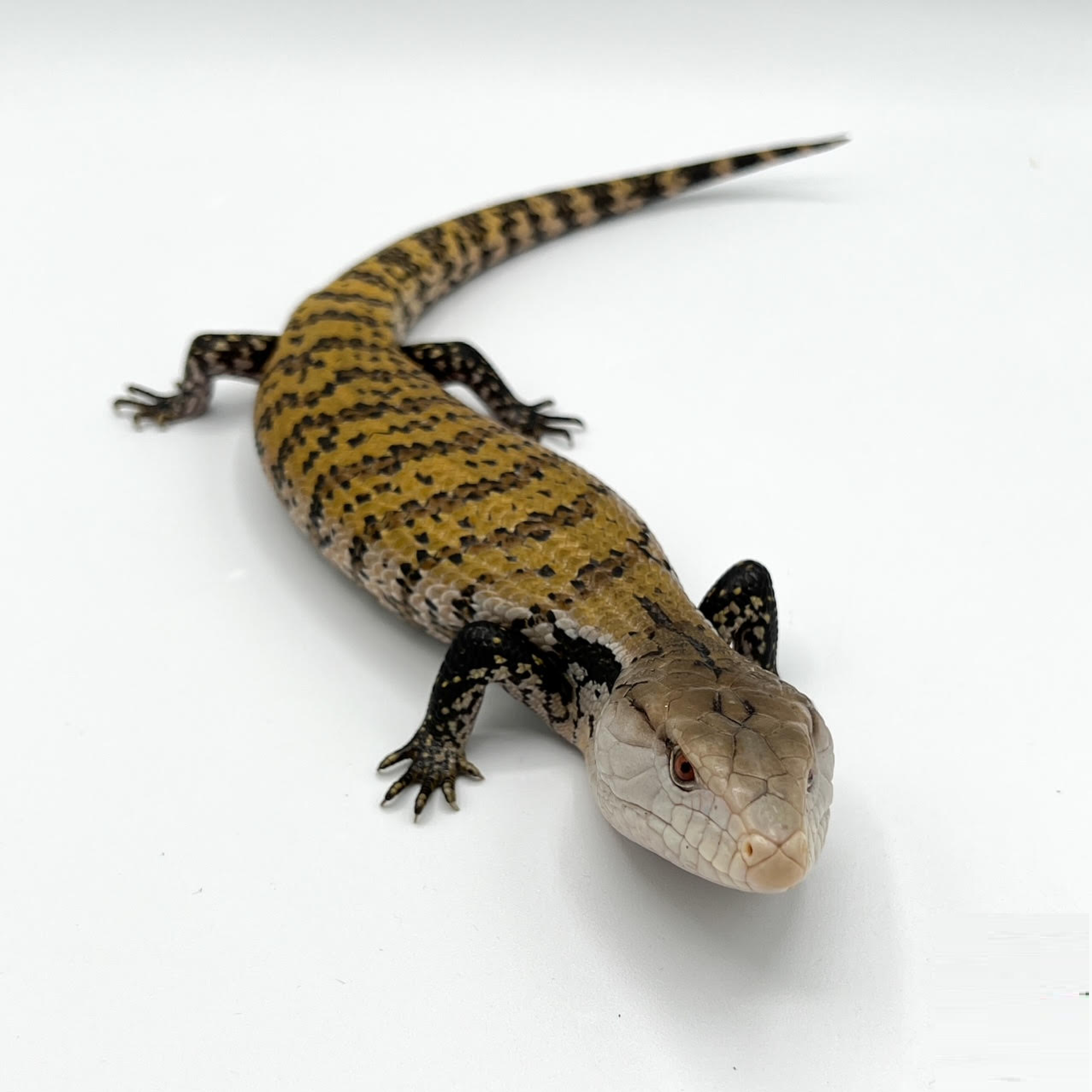 Blue-Tongued Skinks