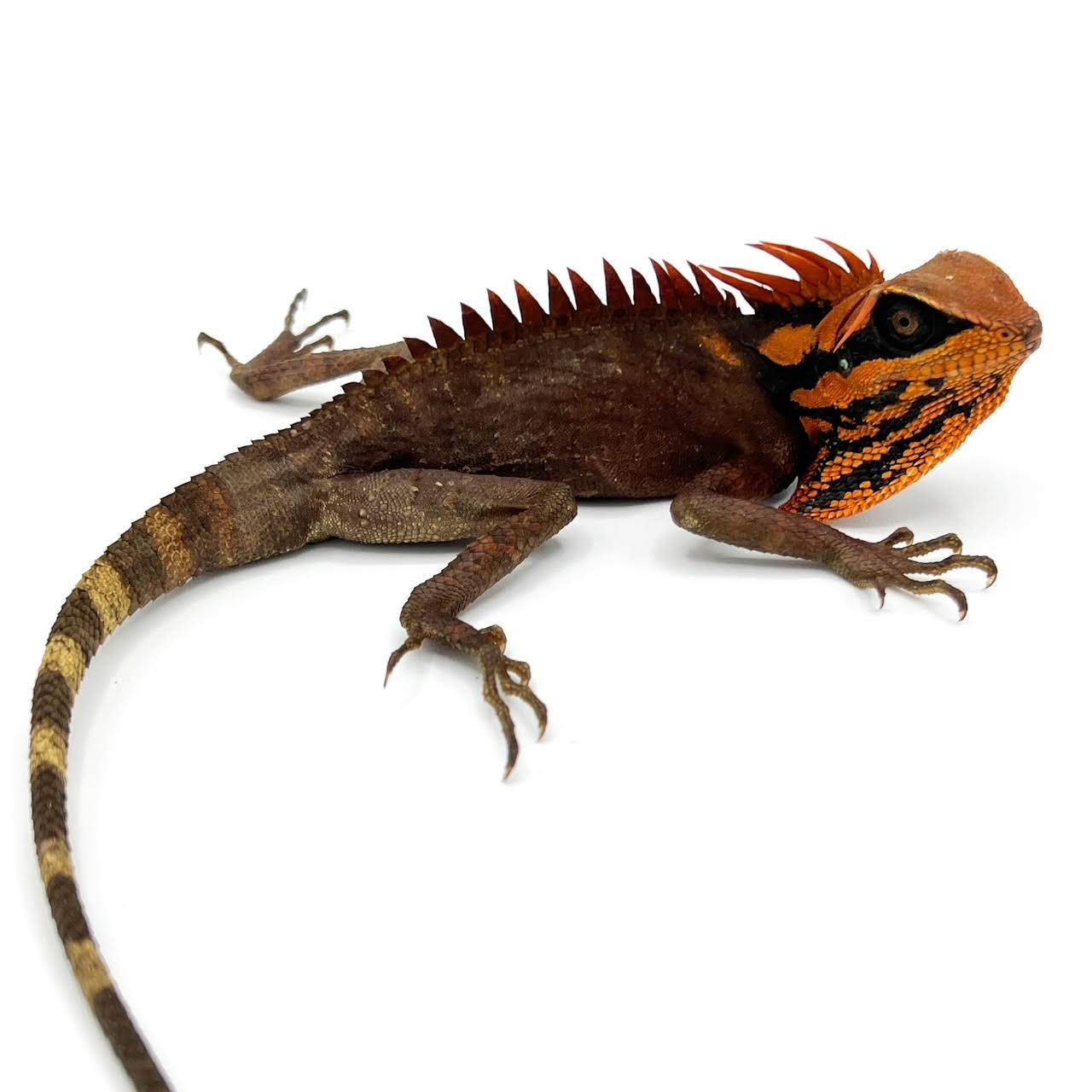red natal.png