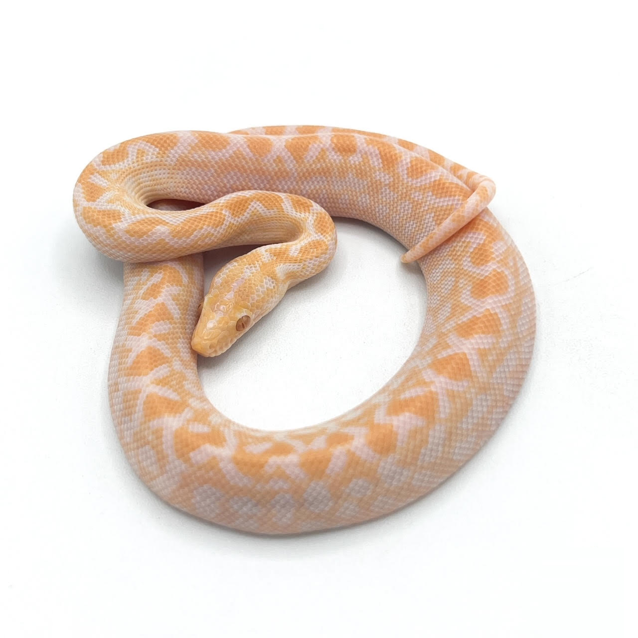 albino t.png
