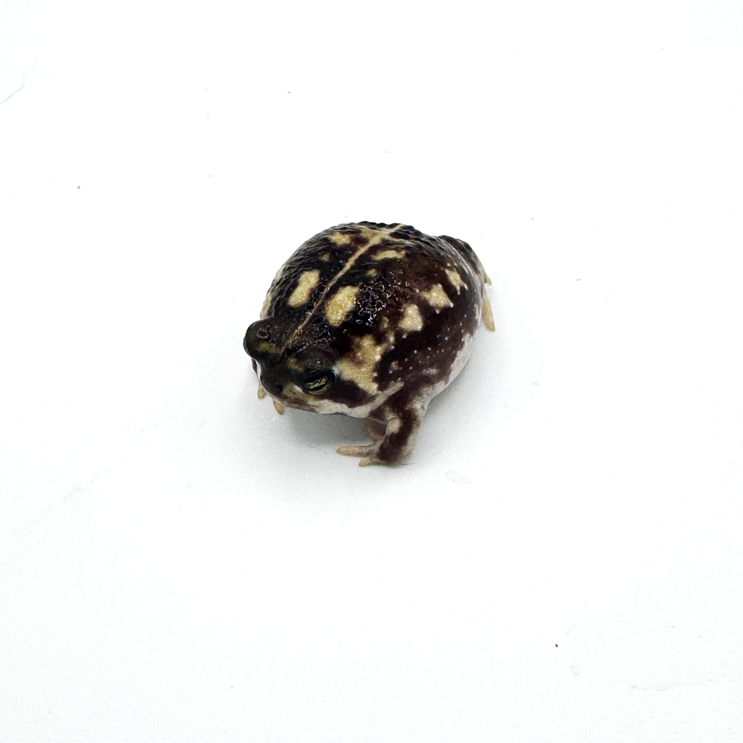 Bushveld Rain Frogs