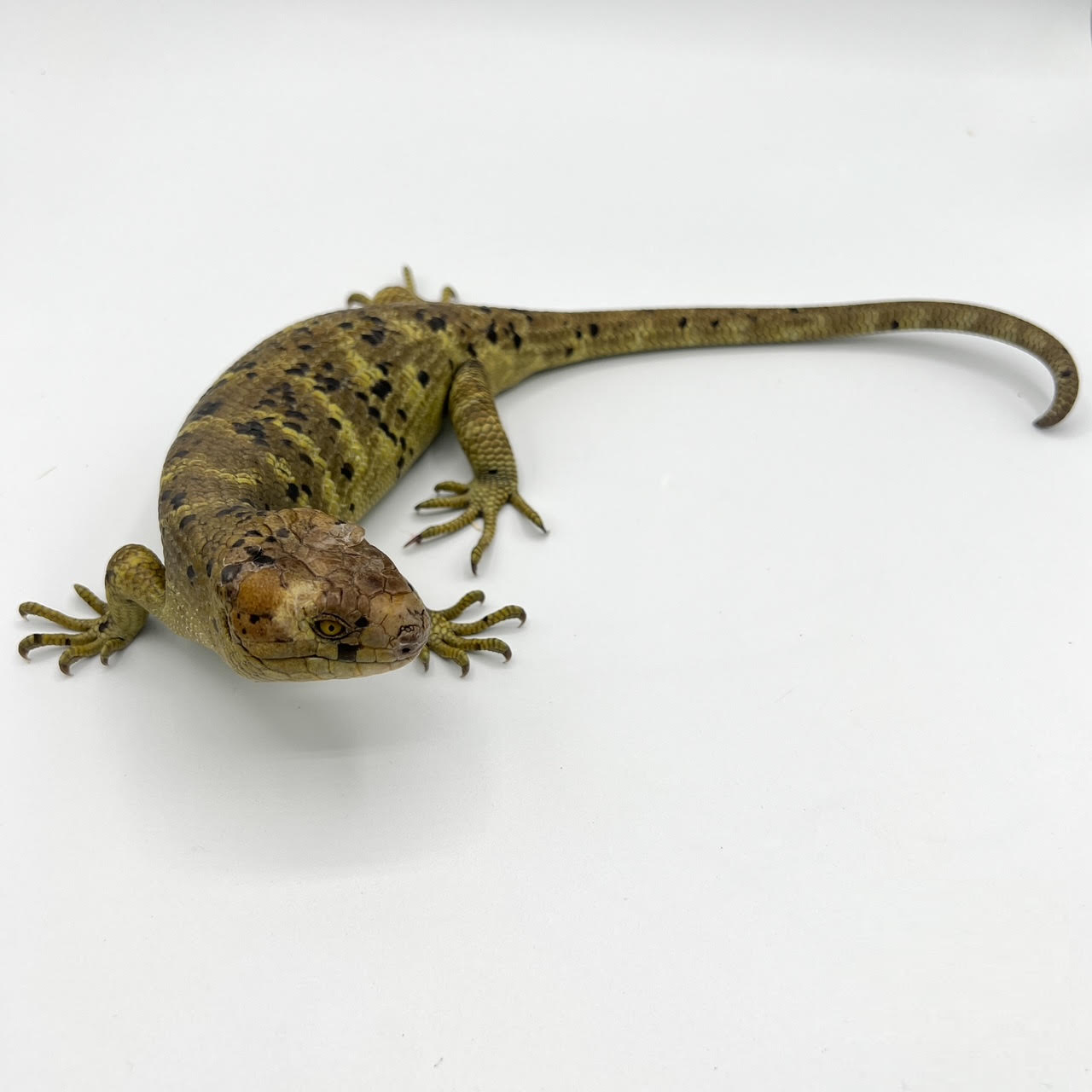 Prehensile Tailed Skinks