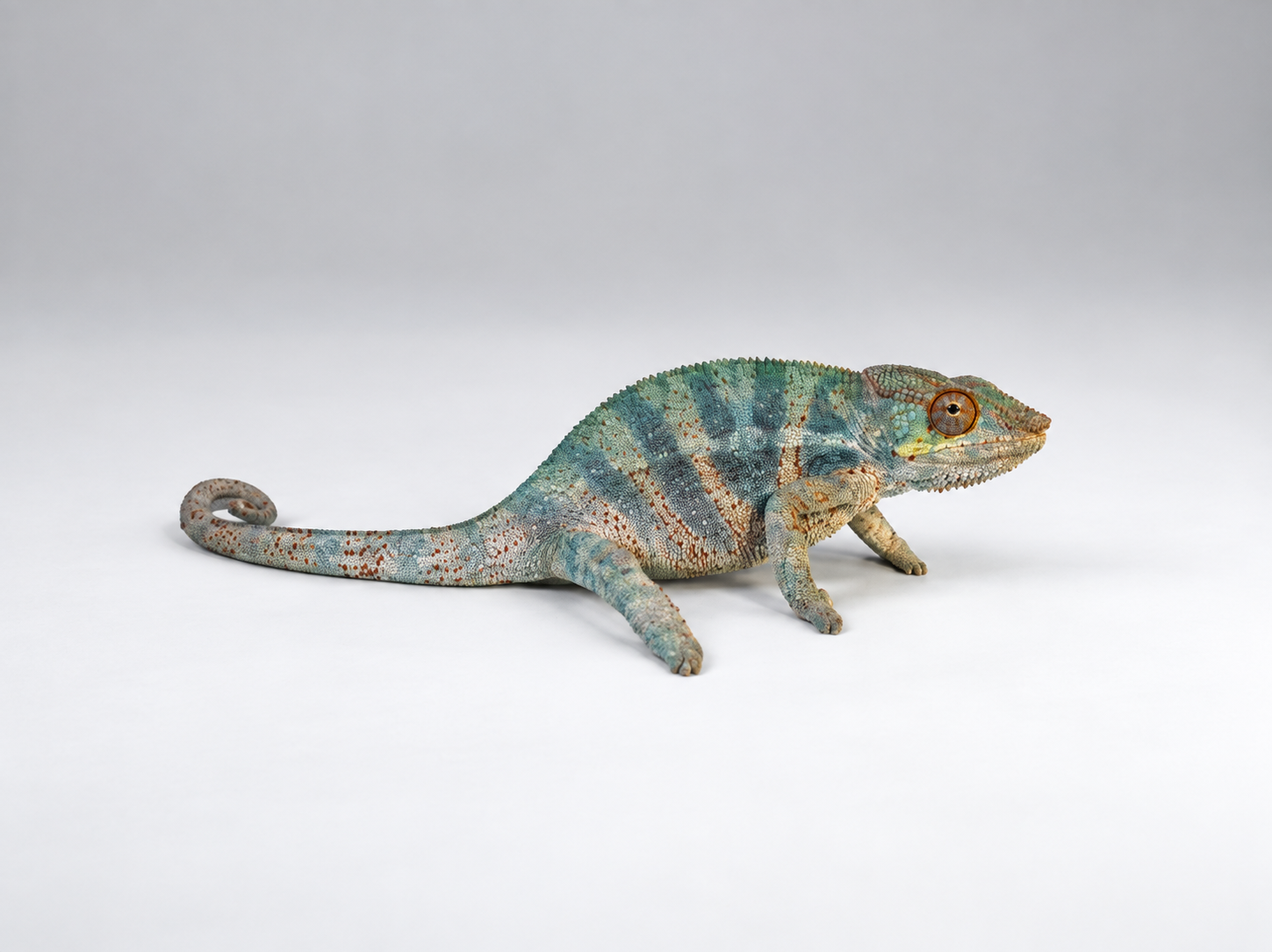 Panther Chameleons
