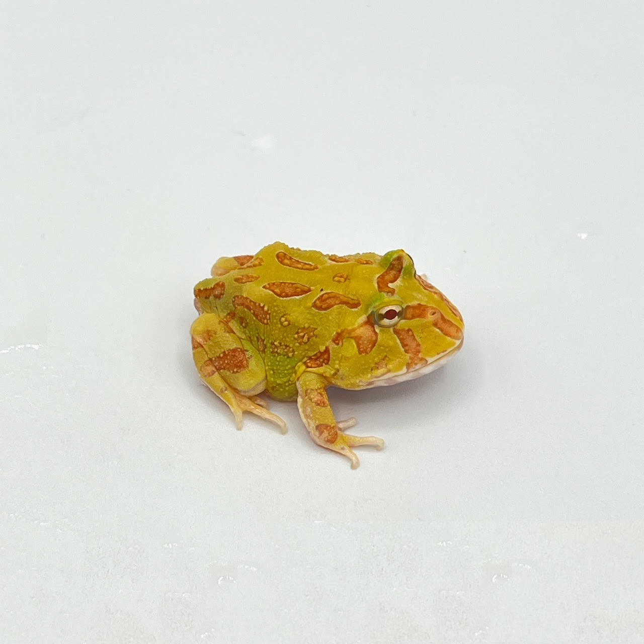 albino pac.png