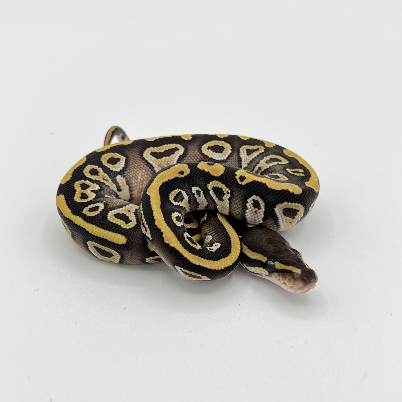 mojave.png