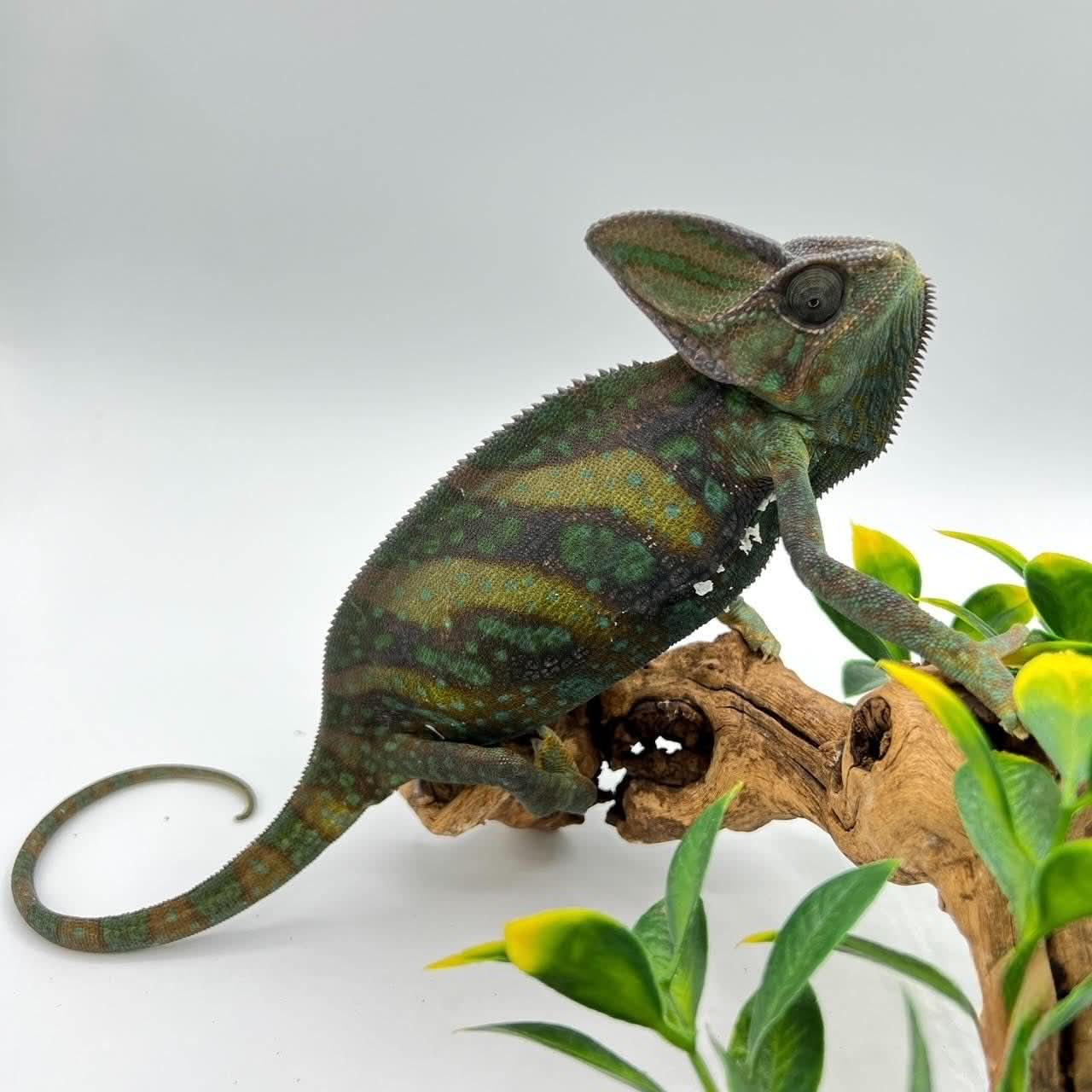 Veiled Chameleons