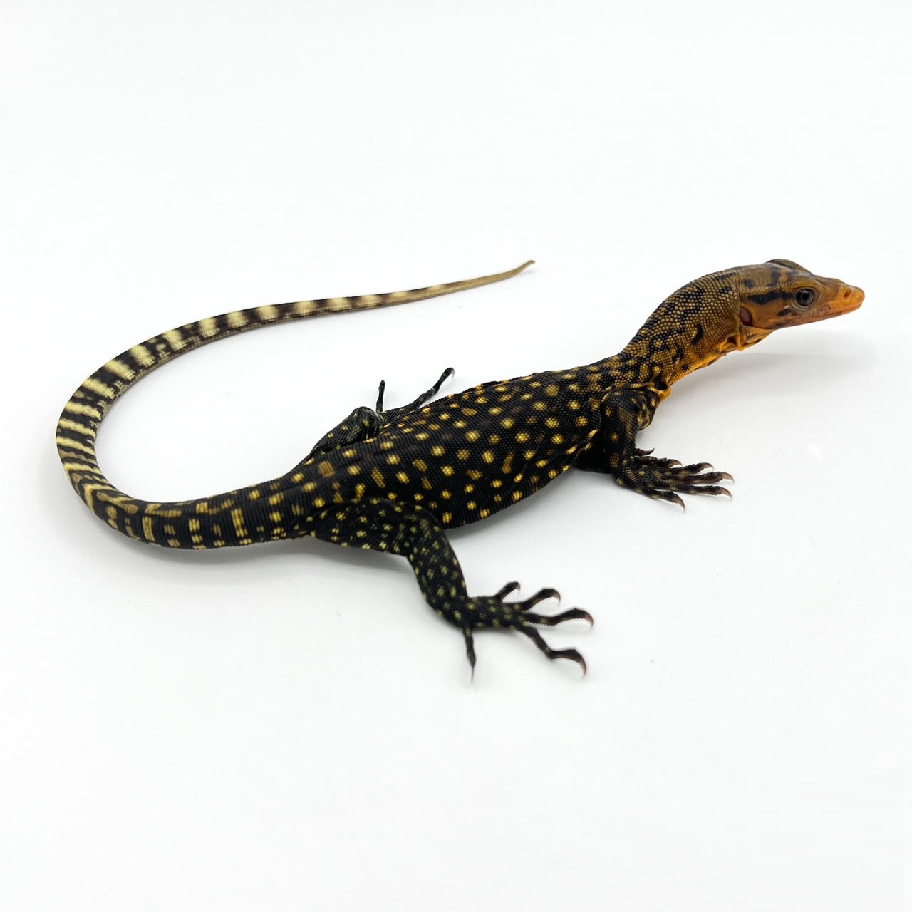 yellow monitor.png