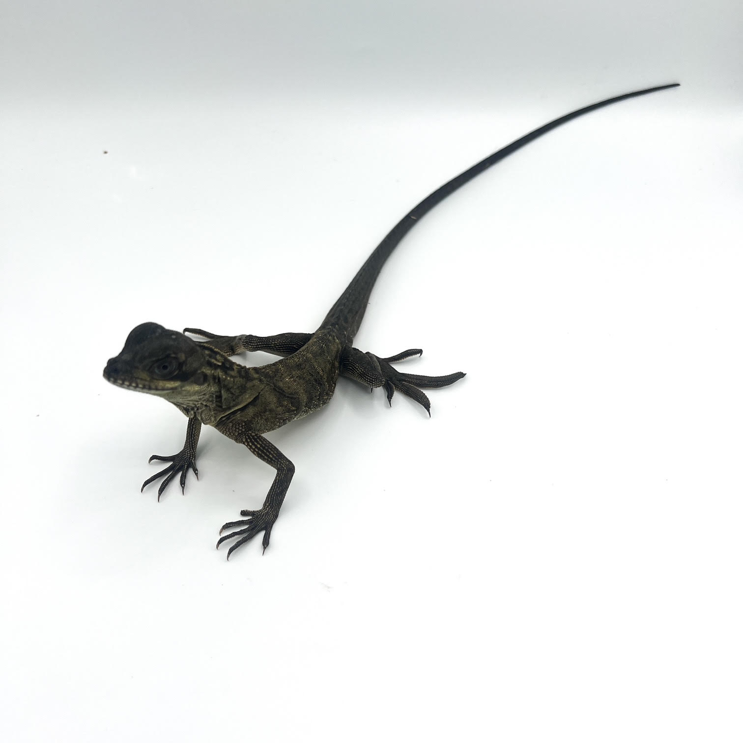 Sailfin Dragons