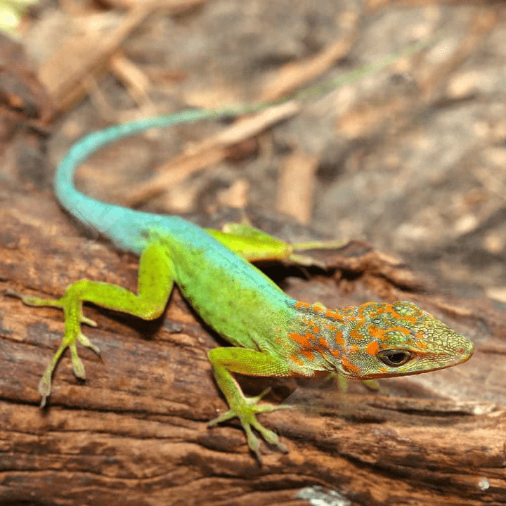 ug_Guadeloupe_Anole_1_cleanup-1.png