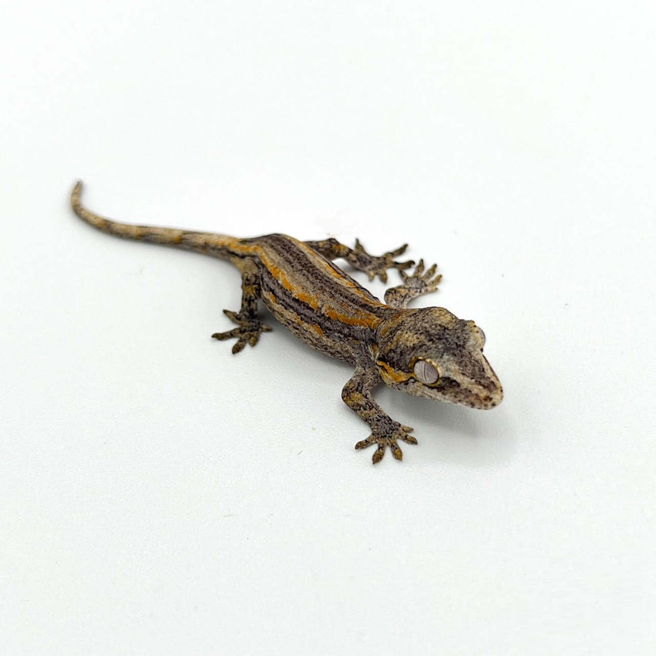 Gargoyle Geckos