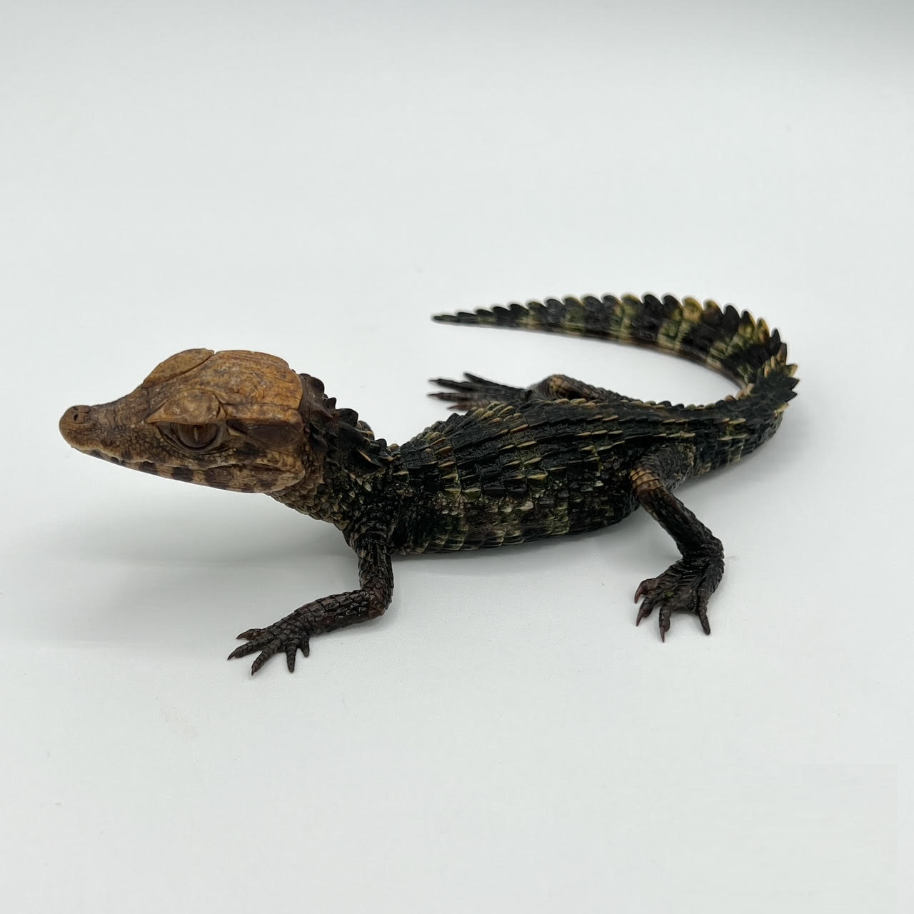 Caimans