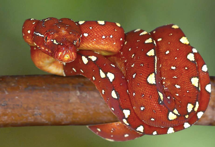 Biak-Green-Tree-Python.png