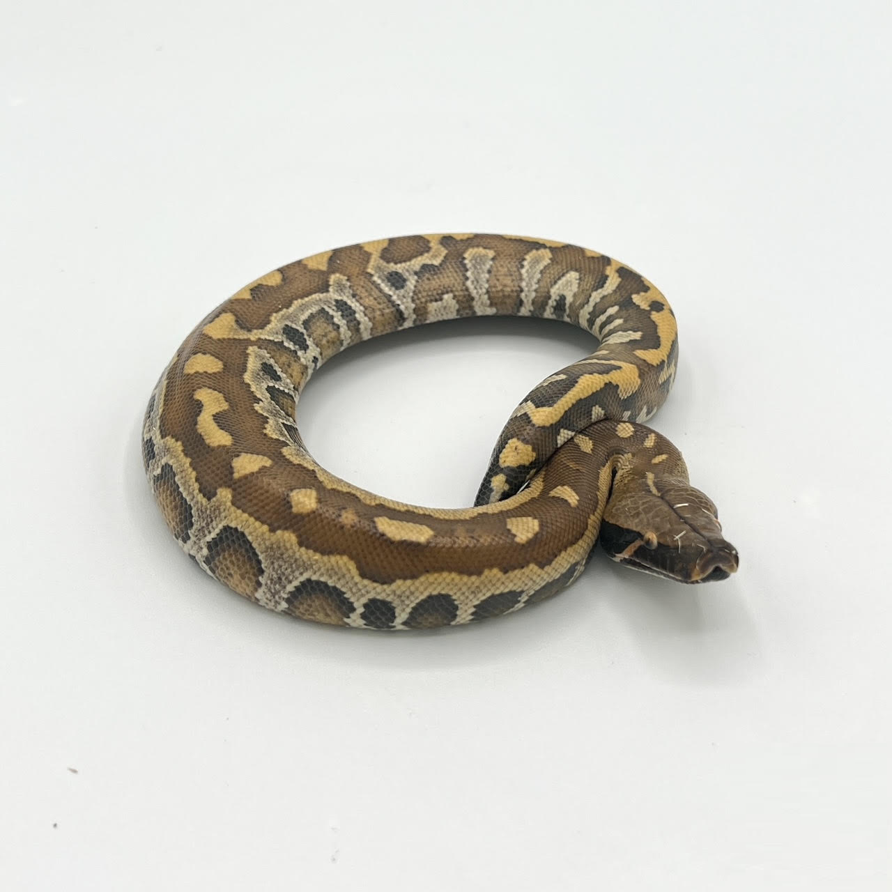 Blood Pythons