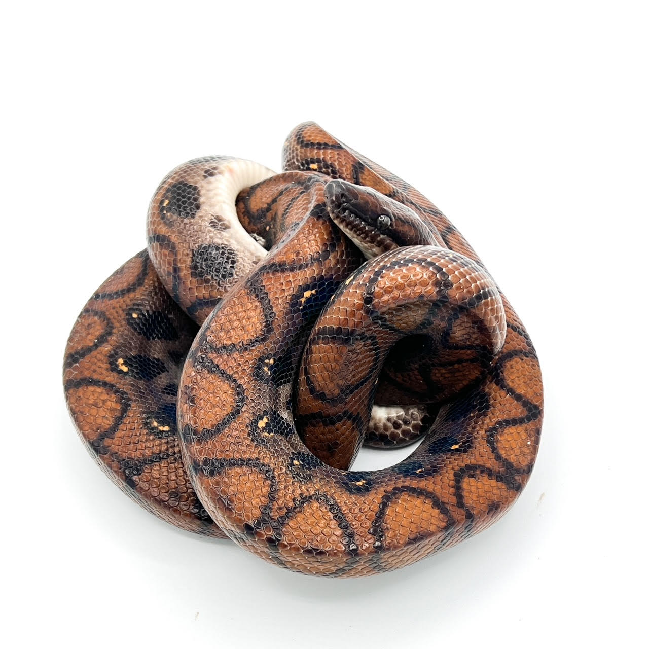 Rainbow Boas