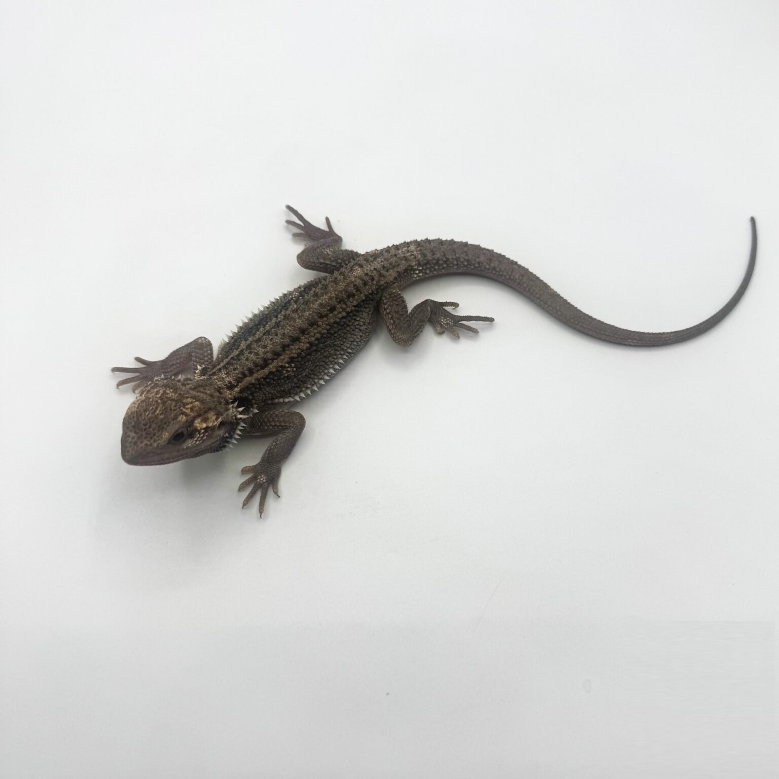 pied genetic stripe.png