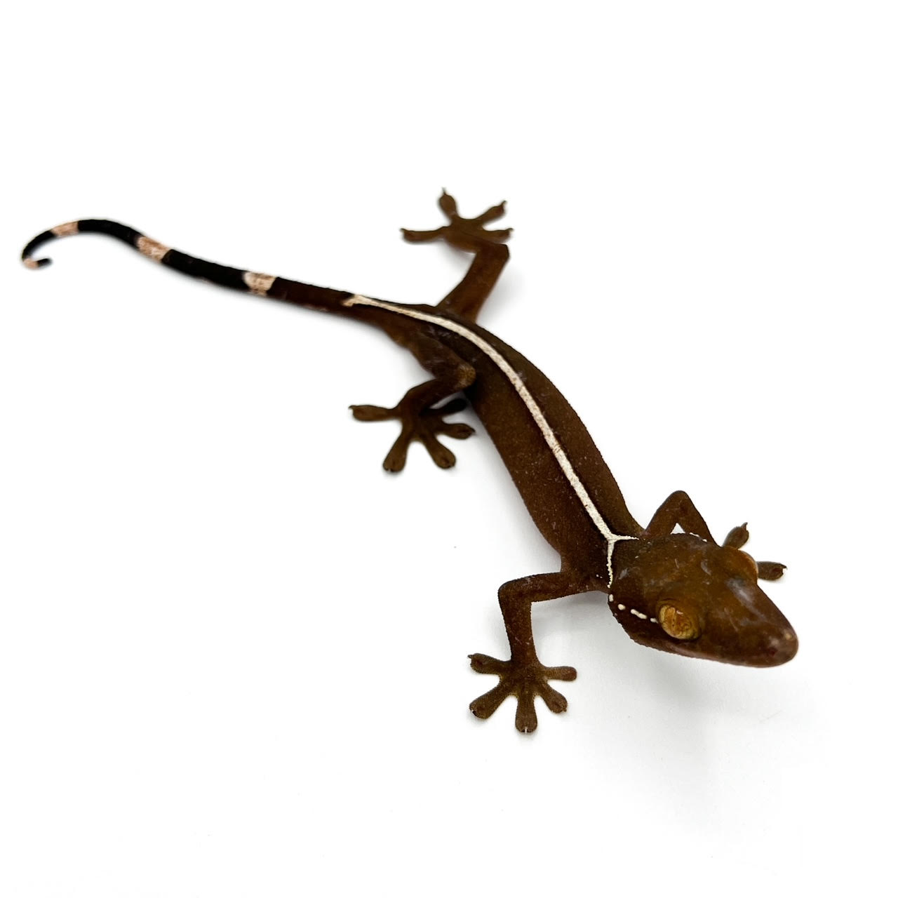 Other Geckos
