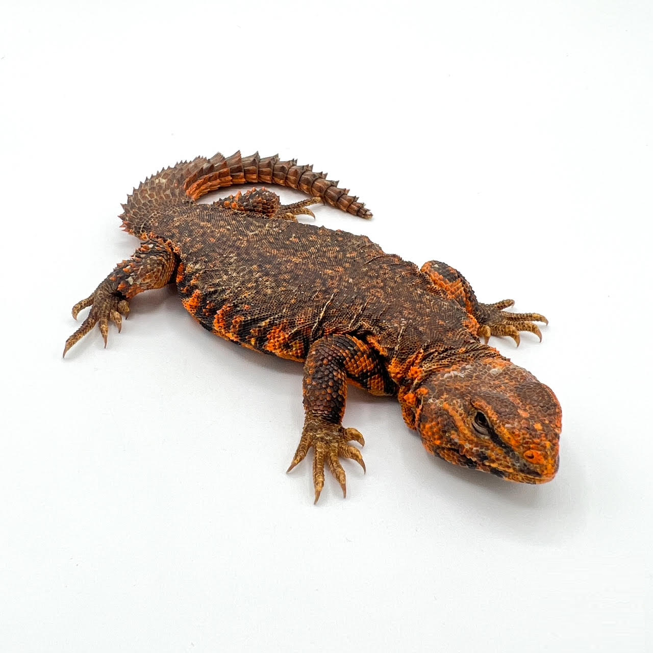red uro.png