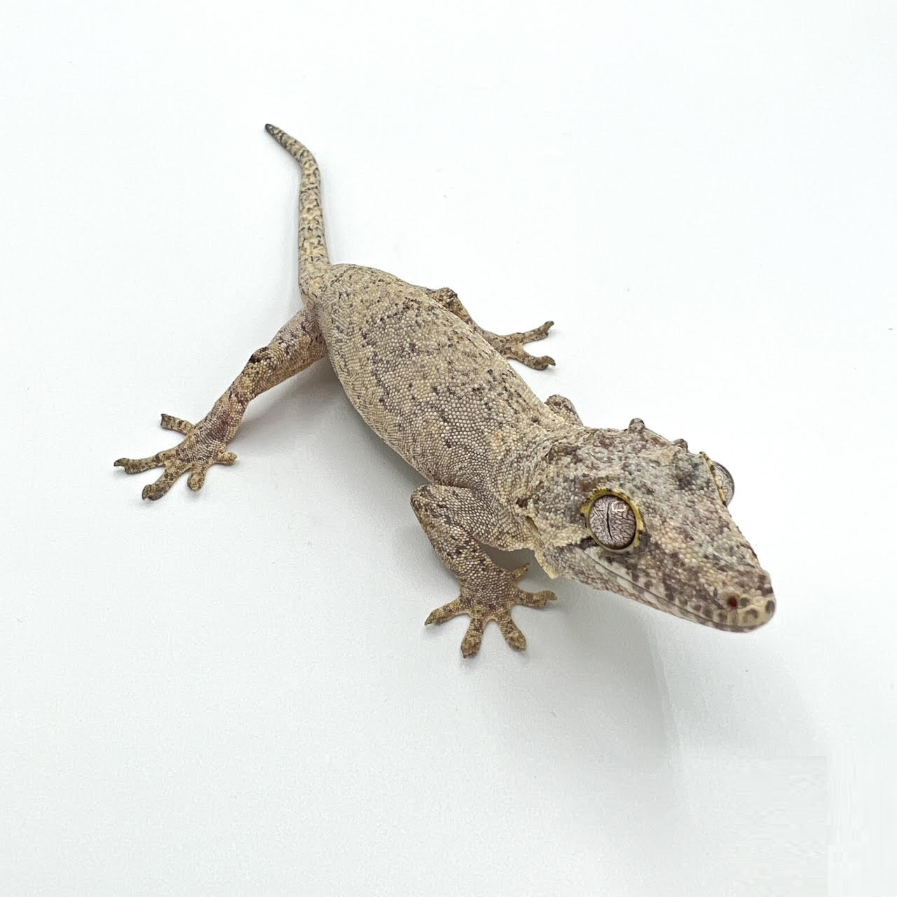 garg.png