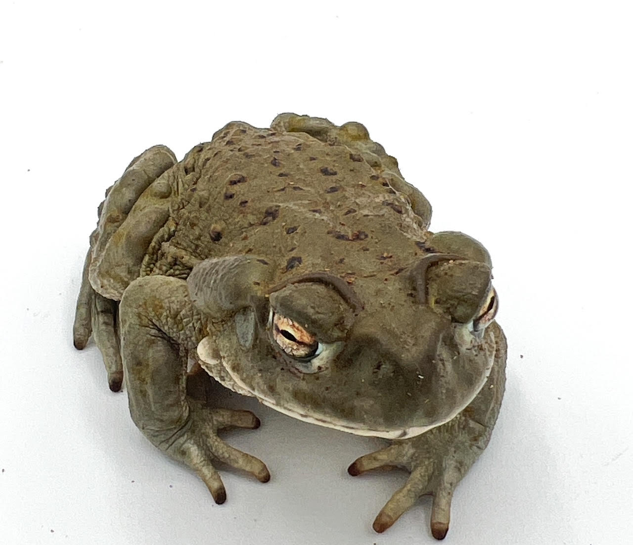 Other Toads