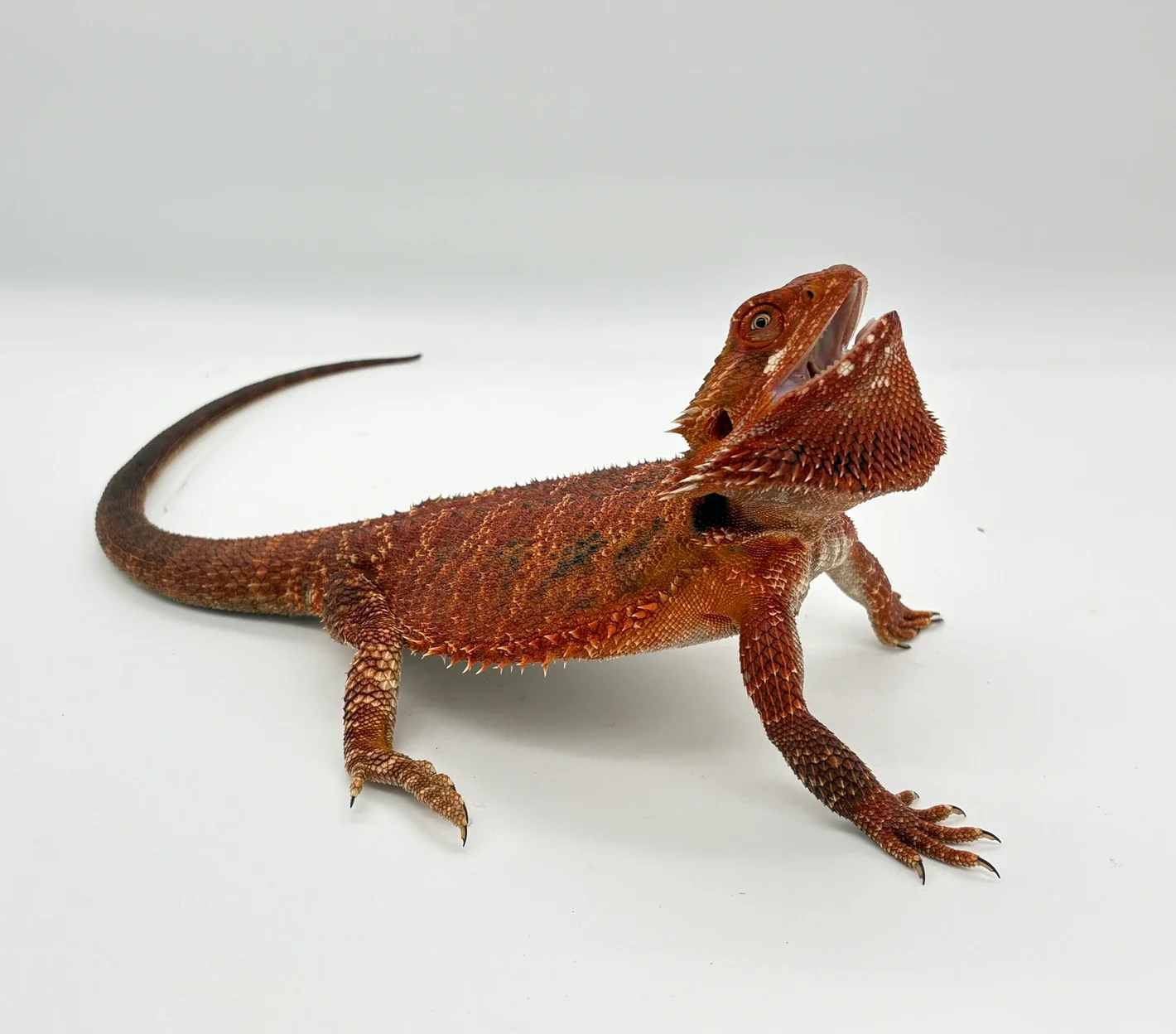 Bearded Dragons