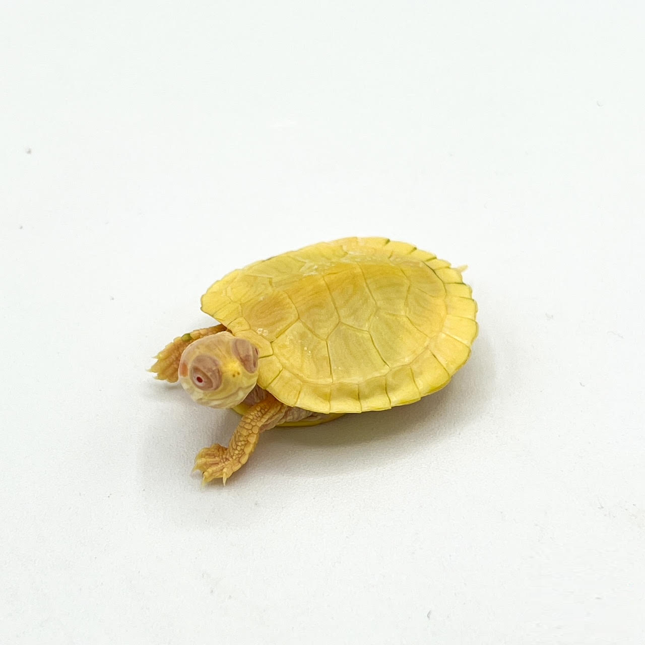 Albino Red Ear.png
