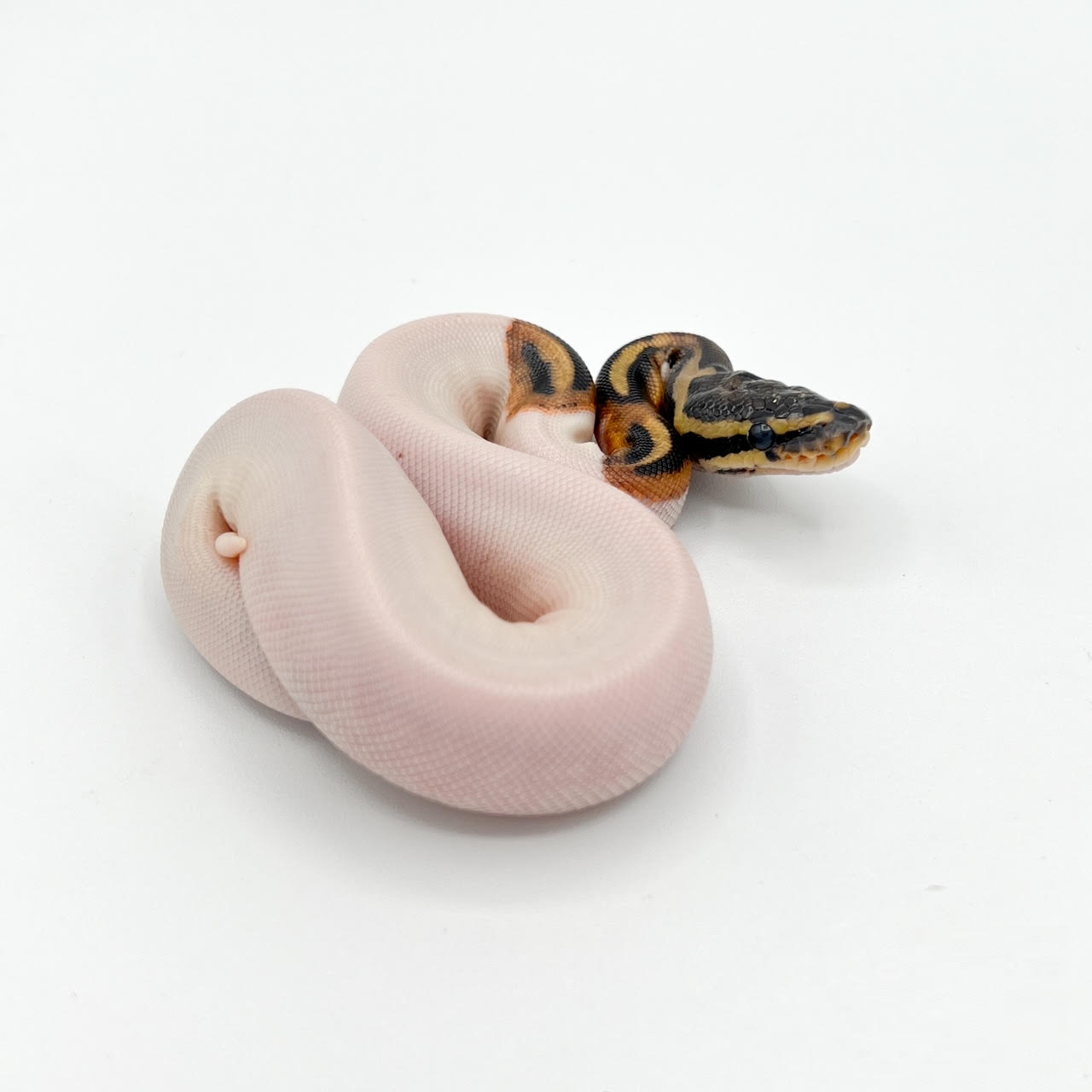 ball piebald.png