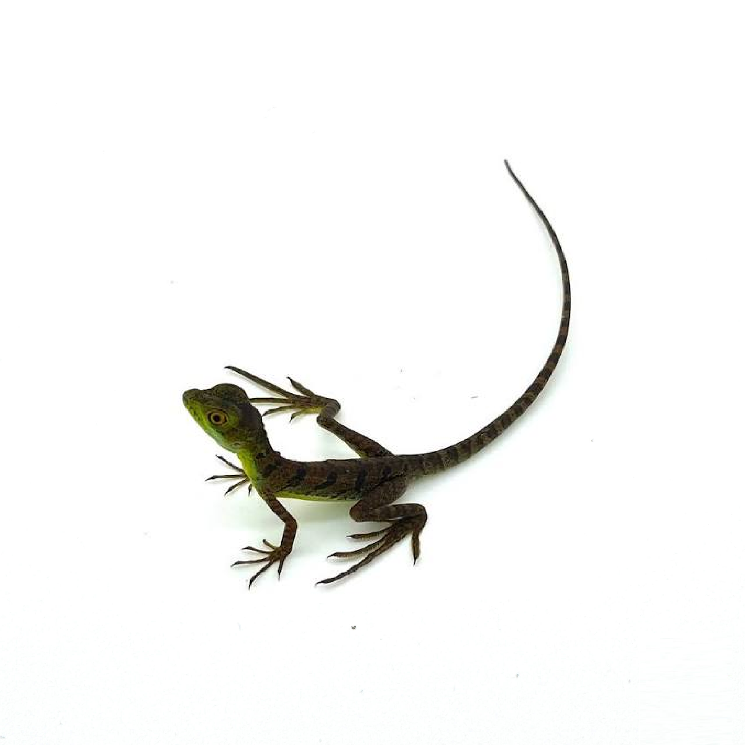 basil.png