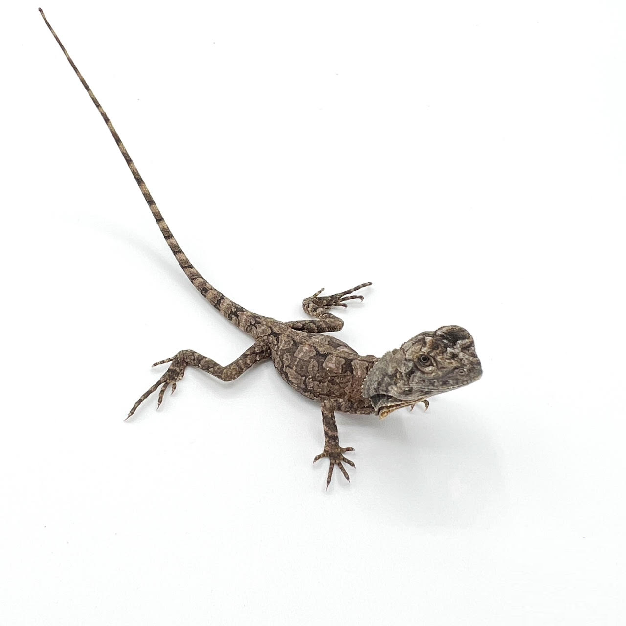 Frilled Dragons