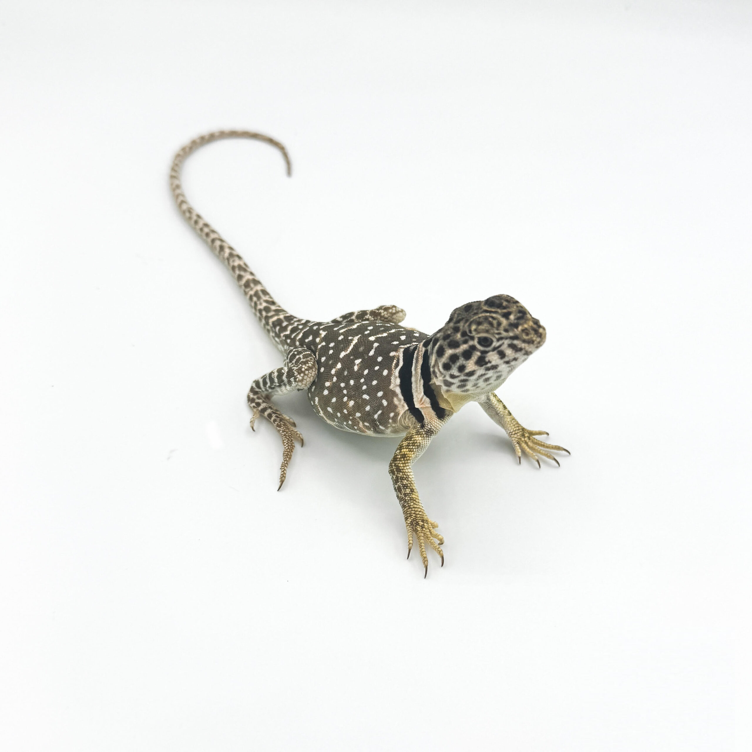 Collared Lizards