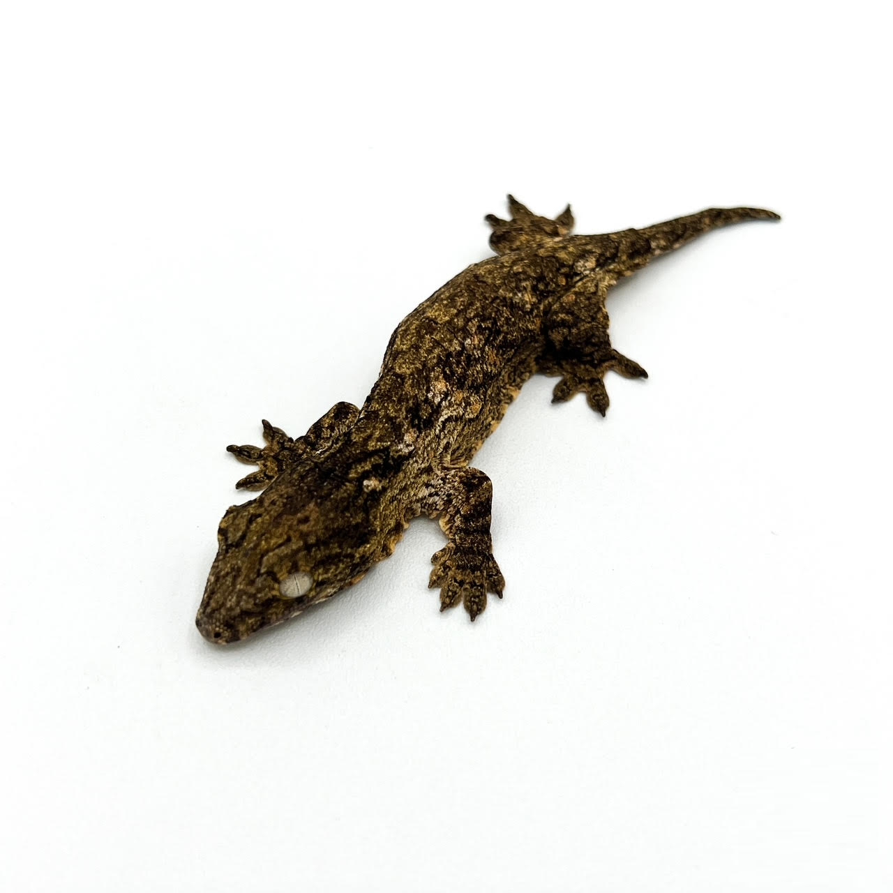 Leachie Geckos