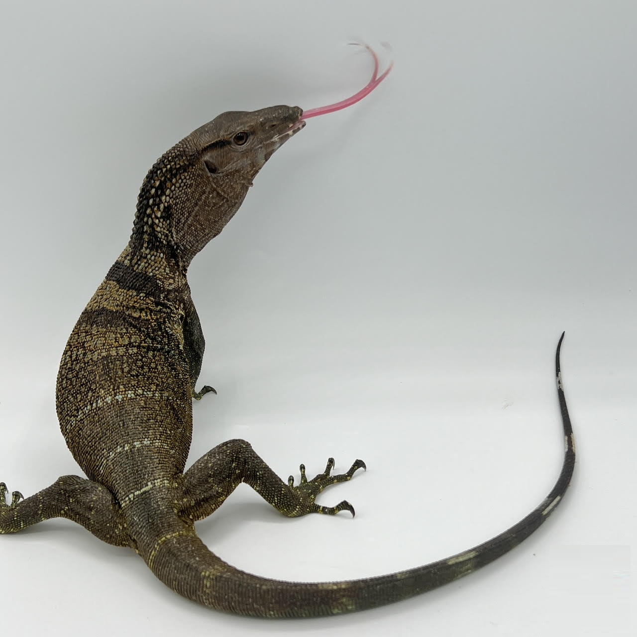 Black neck monitor.png