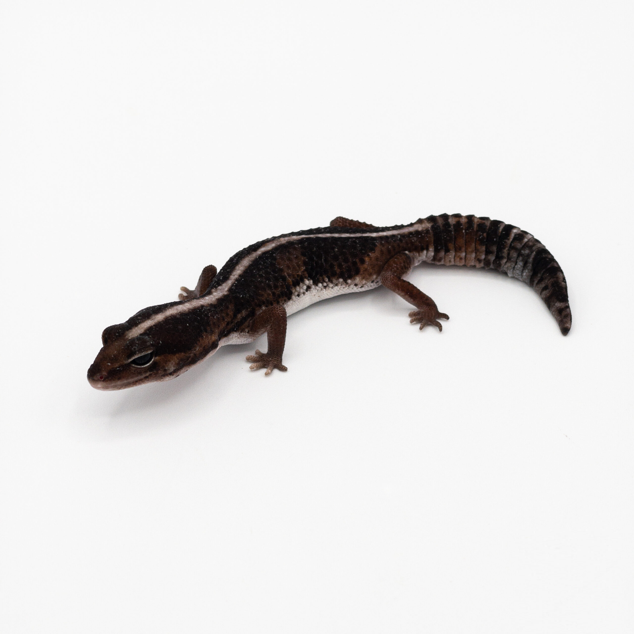 African Fat-Tailed Geckos