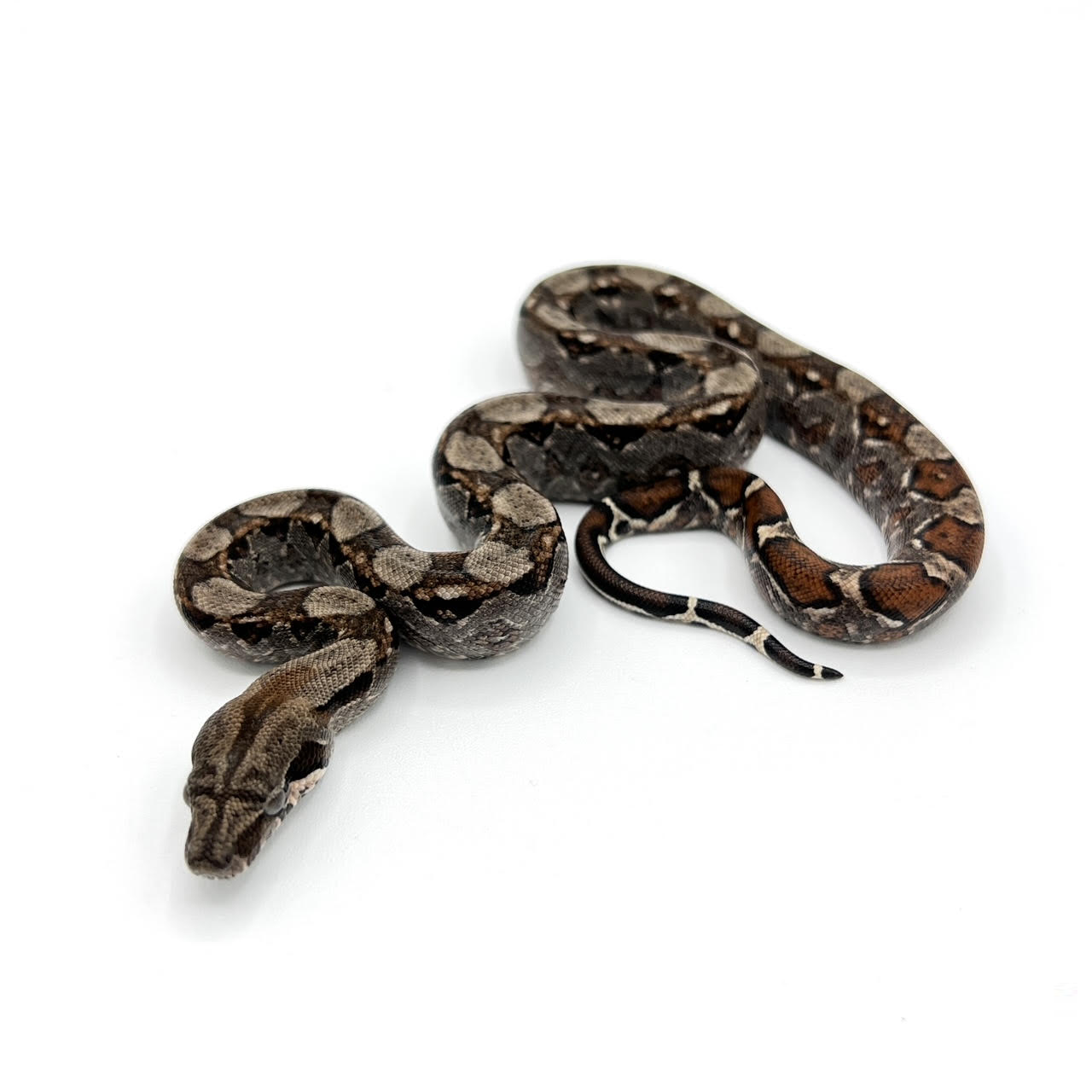 central boa bb.png