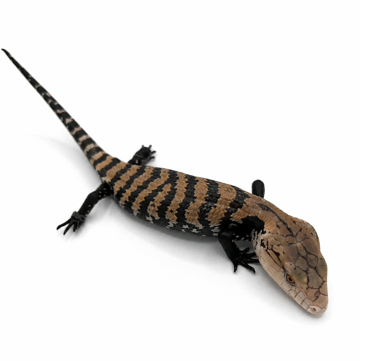blue tongue.png