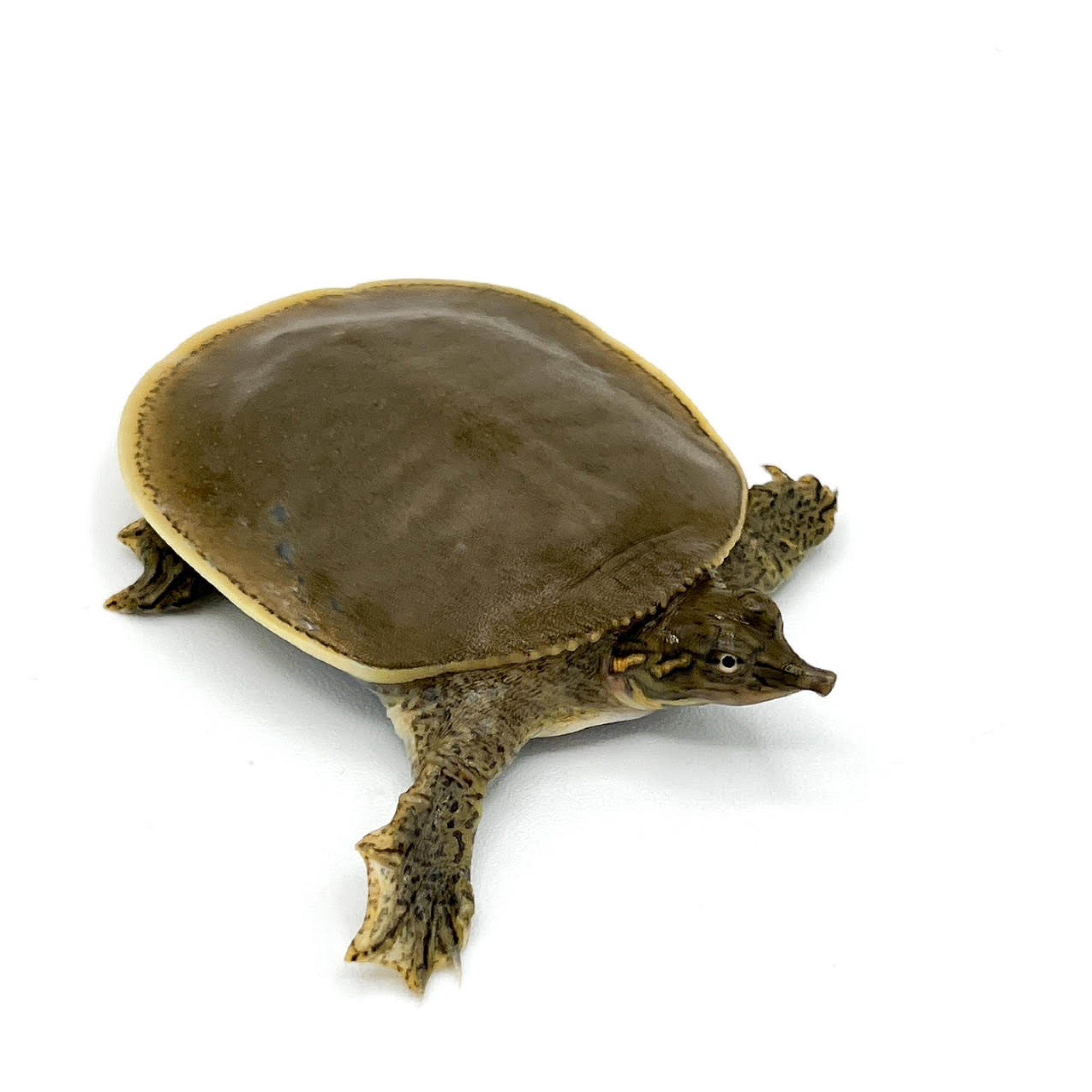 spiny.png