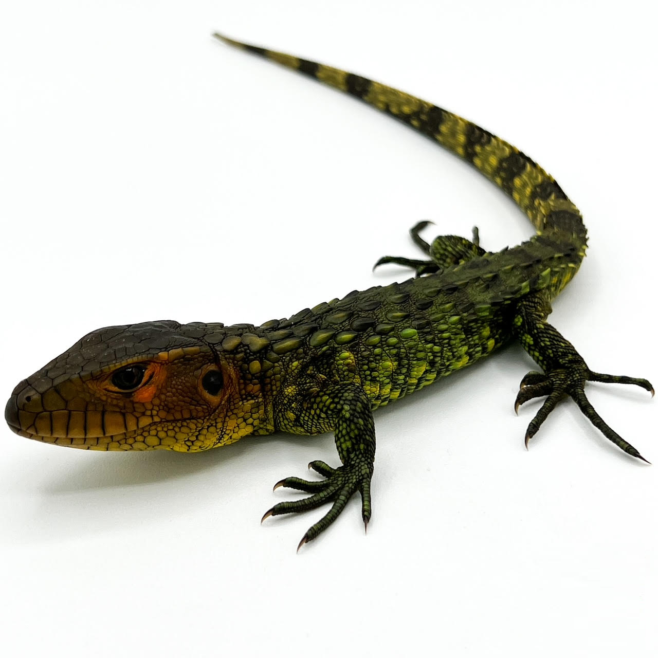 Caiman Lizards