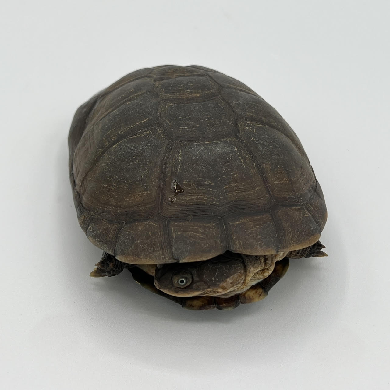 Sideneck Turtles