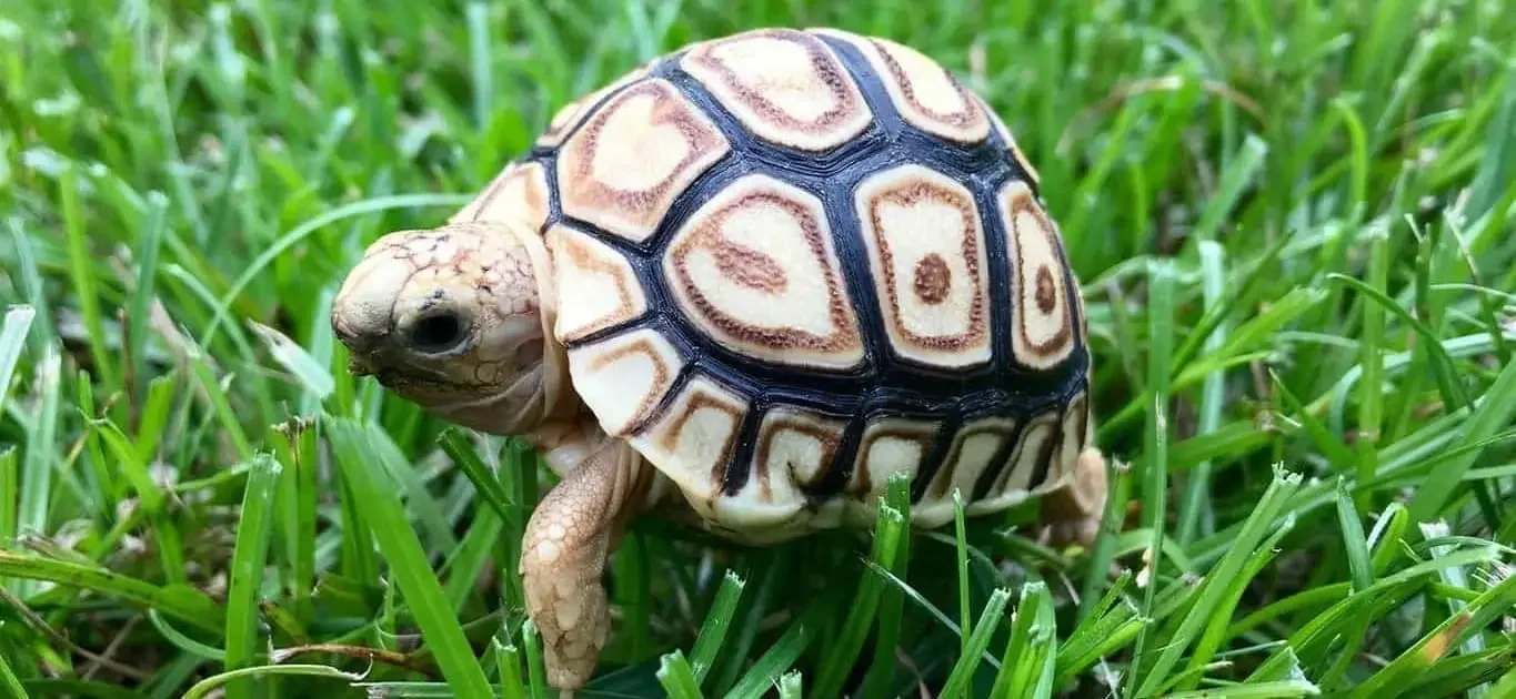 babyleopardtortoisenologo-1365x630.jpg.webp