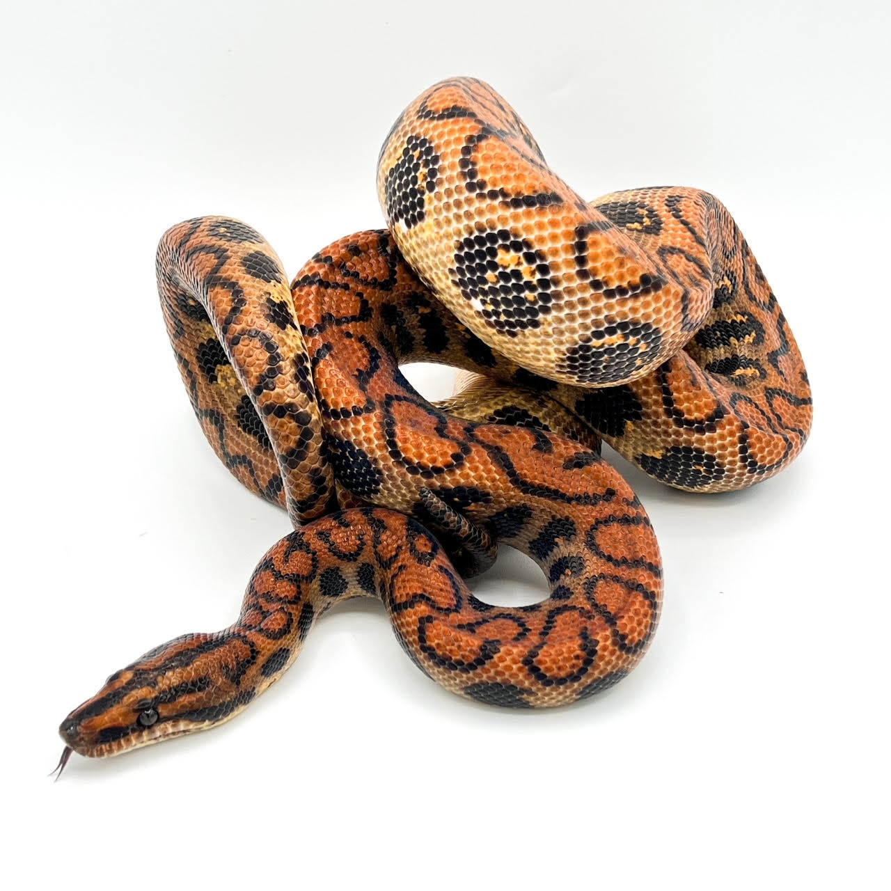 Brazilian Rainbow Boa Adult.png