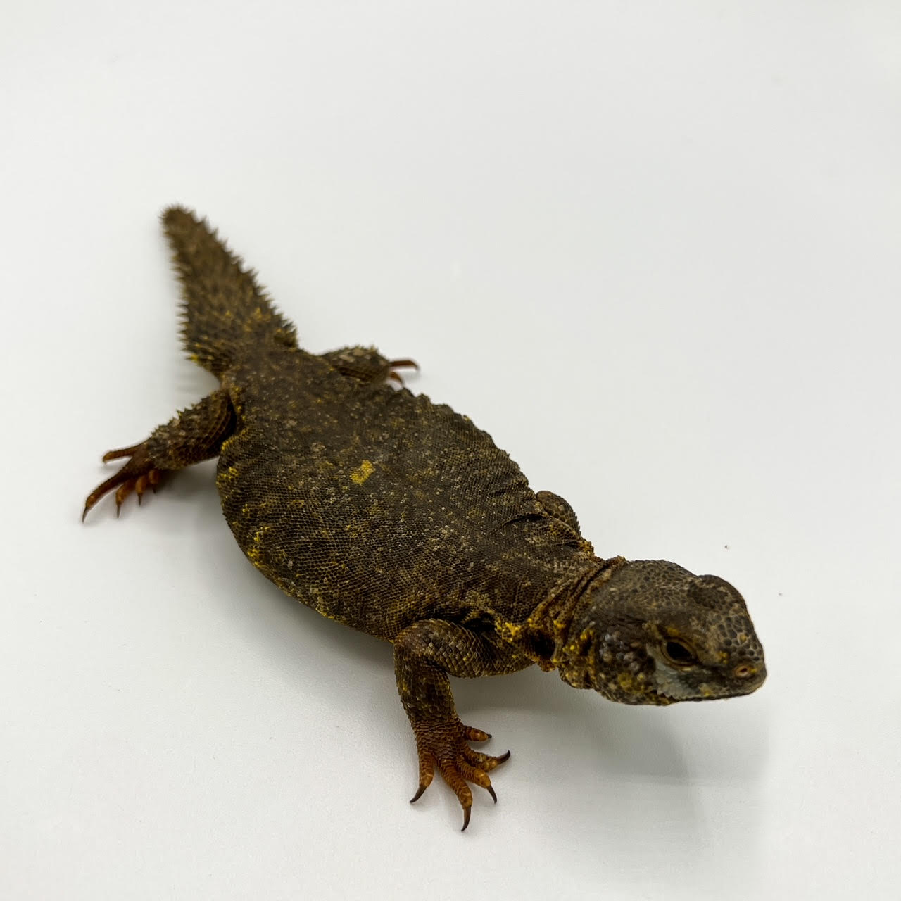 Uromastyx