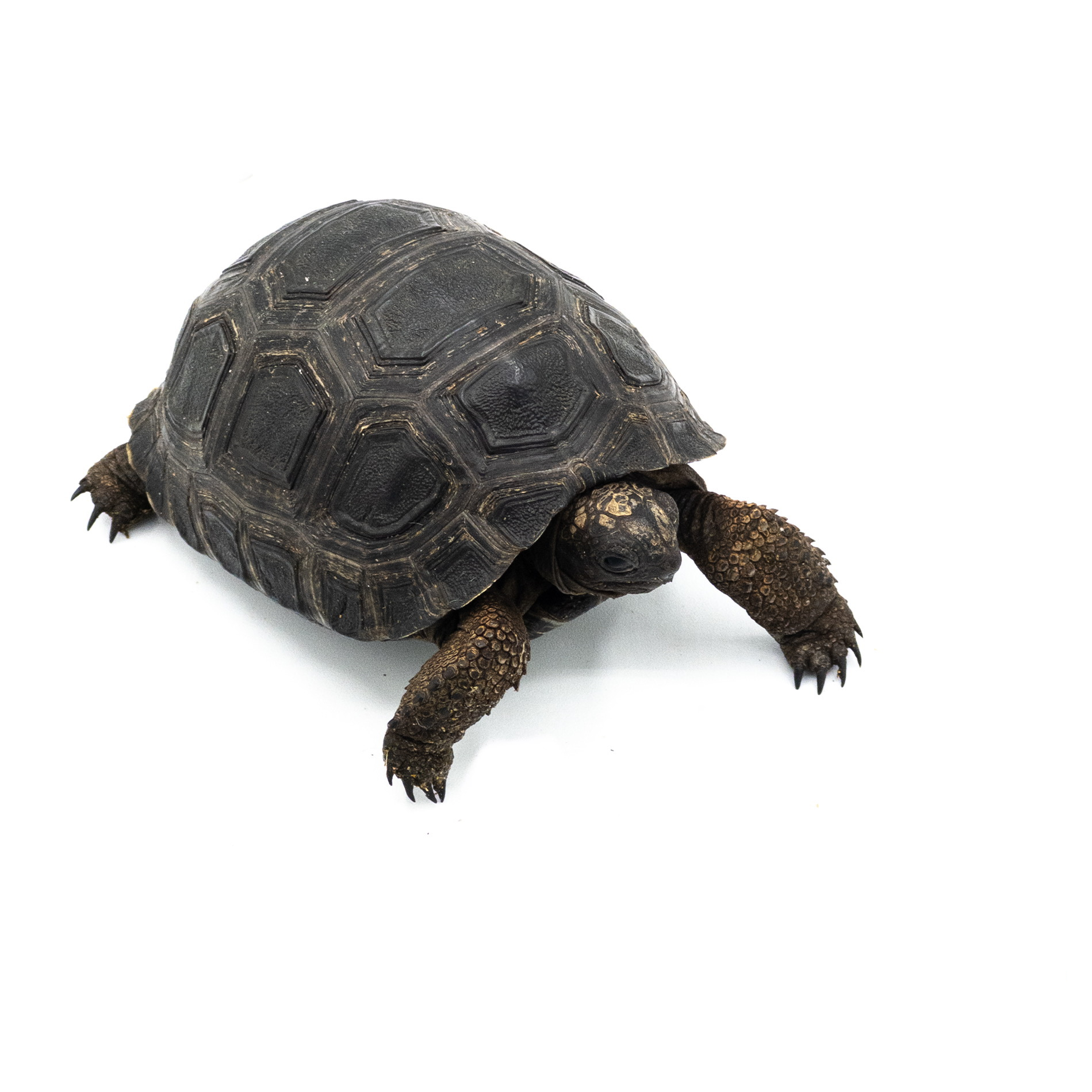 Aldabra Tortoises