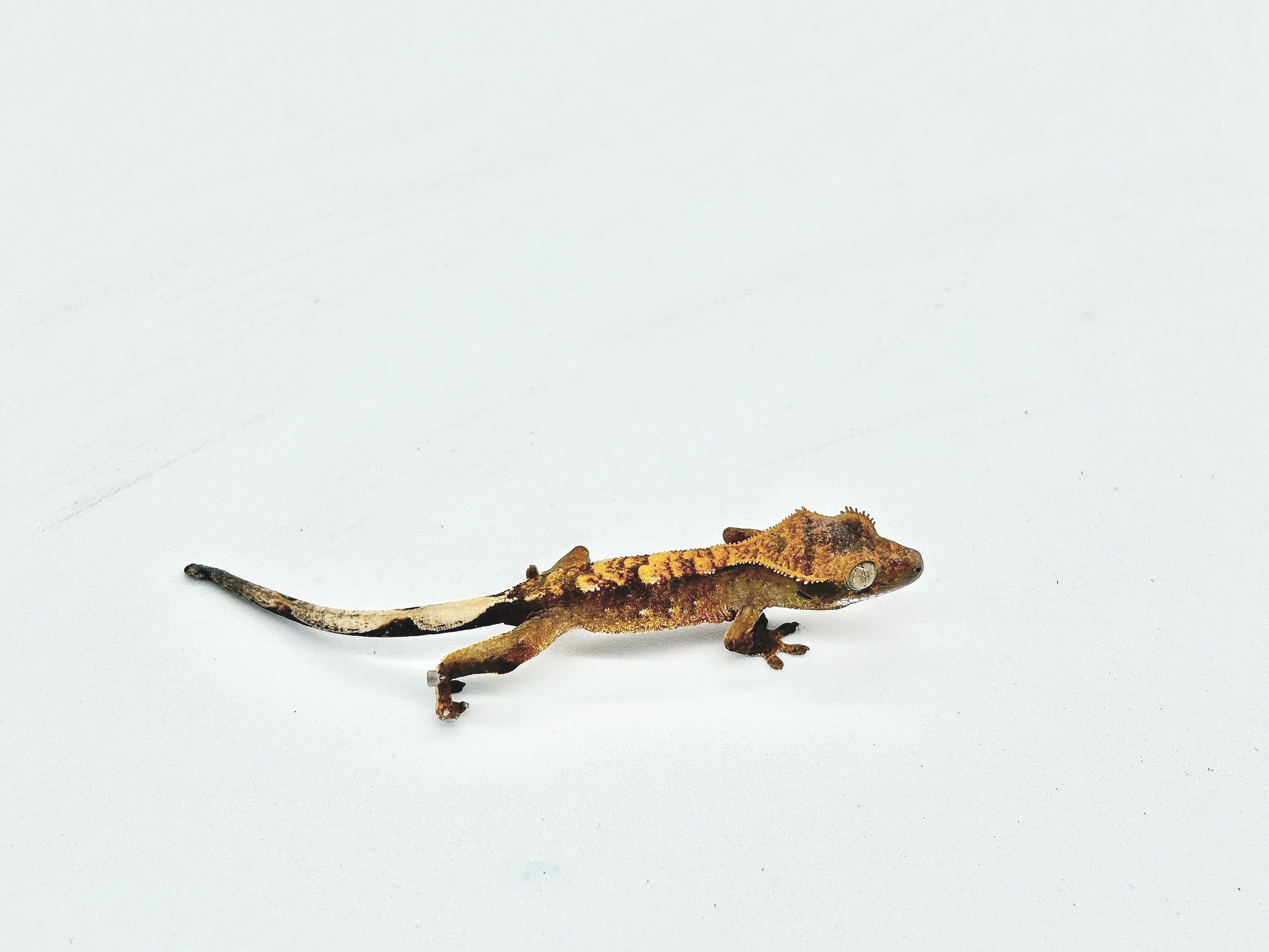 Crested Geckos